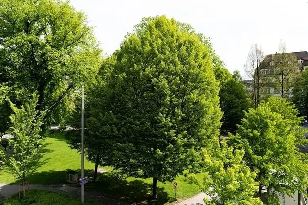 Stüdyo, 2 Tek Kişilik Yatak, Park Manzaralı