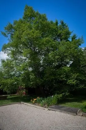 Comfort Tek Büyük Yataklı Oda (La Norges)