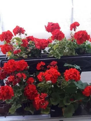 Classic Tek Büyük veya İki Ayrı Yataklı Oda