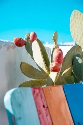 Tek Büyük Yataklı Oda, Teras