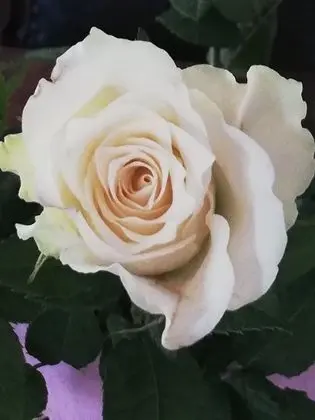 Traditional Tek Büyük Yataklı Oda, Avlu Manzaralı (Poesia)