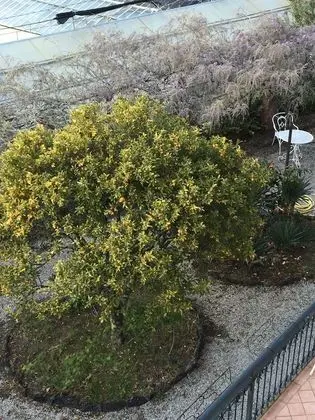 Family Oda, Bahçe Manzaralı
