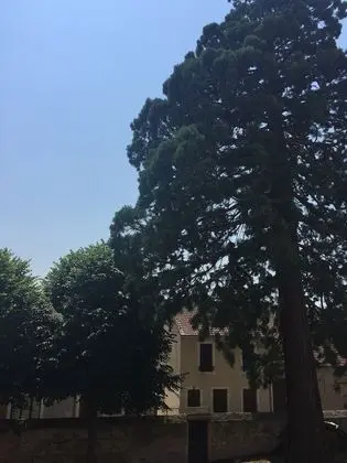 Deluxe Tek Büyük Yataklı Oda (De Veluwe)