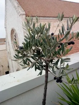 Panoramic Stüdyo, Şehir Manzaralı