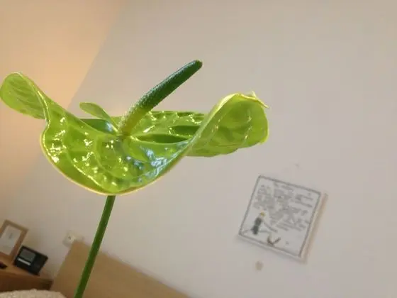 Superior Tek Büyük Yataklı Oda (Volpe)