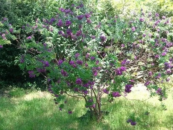 Classic Üç Kişilik Oda