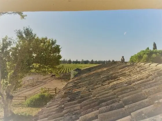 Comfort Stüdyo (Mourvèdre)