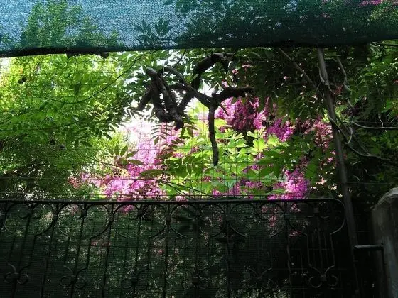 Superior Üç Kişilik Oda, Veranda, Bahçe Manzaralı