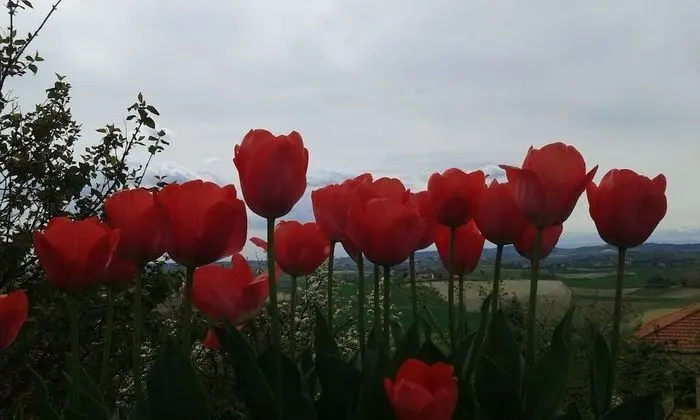 Süit, 1 Yatak Odası