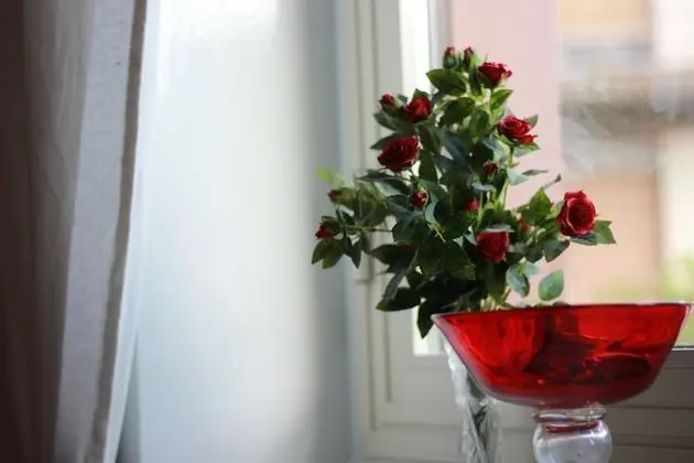 Romantic Oda, Bahçe Manzaralı (Rossa)