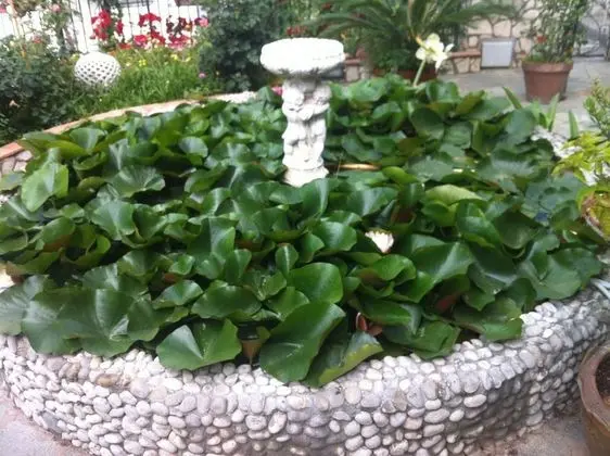 Basic Tek Büyük Yataklı Oda, Sigara İçilmez