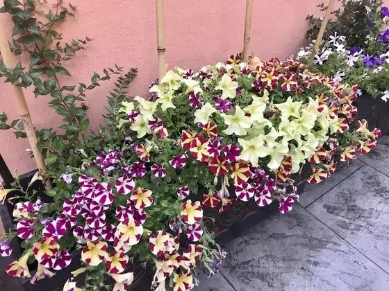 Tek Büyük Yataklı Oda, 3 Tek Kişilik Yatak, Özel Banyo