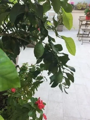 Comfort Dört Kişilik Oda, Teras
