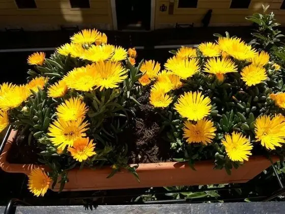 Tek Büyük Yataklı Oda, Balkon