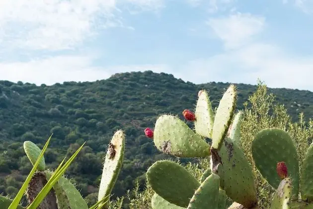 Panoramic Tek Büyük Yataklı Oda, 1 Büyük (Queen) Boy Yatak, Teras, Deniz Manzaralı