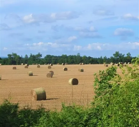 Design Tek Büyük Yataklı Oda, 1 En Büyük (King) Boy Yatak, Banyolu/Duşlu, Bahçe Manzaralı