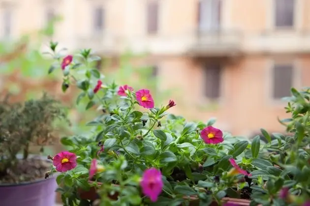 Tek Büyük Yataklı Oda (external bathroom)