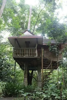 Tree House Fan
