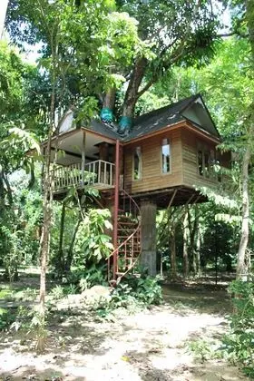 Tree House Fan