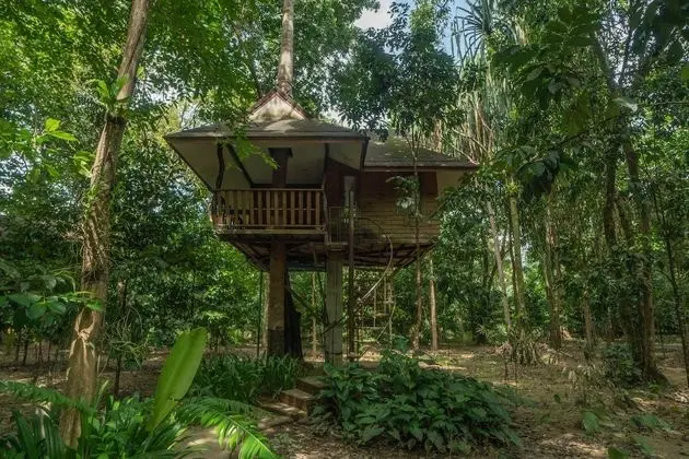 Tree House Fan