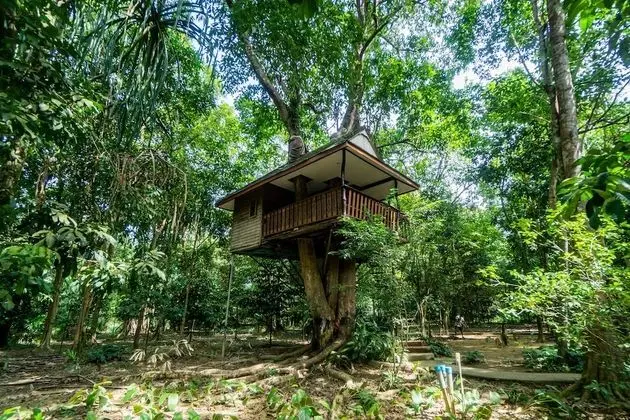 Tree House Fan