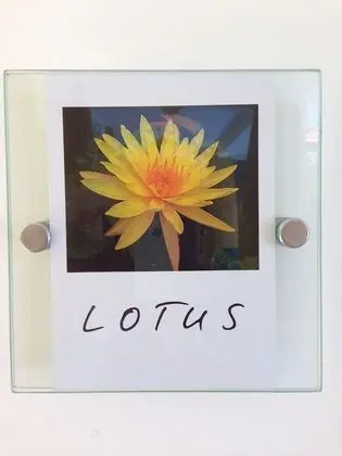 Lotus