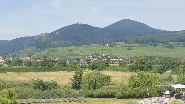 Superior Tek Büyük Yataklı Oda, Üzüm Asması Manzaralı