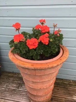 Üç Kişilik Oda, Banyolu/Duşlu, Bahçe Manzaralı