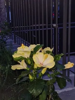 Oda, 1 Yatak Odası, Sigara İçilebilir, Balkon