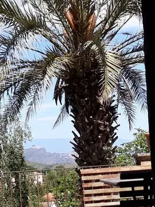 Ortak Ranzalı Oda, 3 Yatak Odası, Şömine