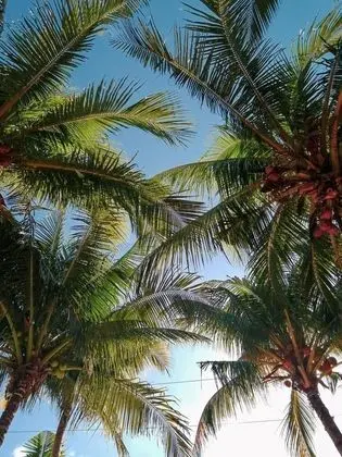 Apart Daire, 4 Yatak Odası