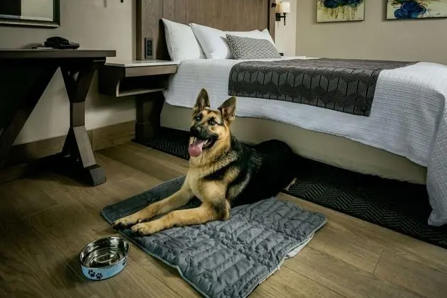Deluxe Oda, 1 En Büyük (King) Boy Yatak, Okyanusa Sıfır