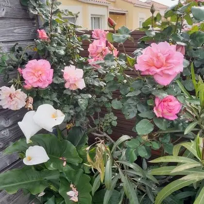 Family Kır Evi, Bahçe Manzaralı (Gite de france 2 epis)