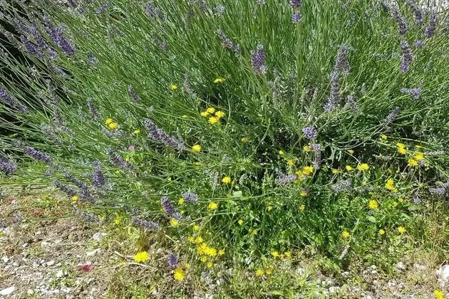 Apart Daire, Birden Çok Yatak