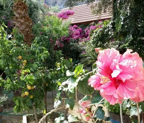 Ev, 1 Yatak Odası, Balkon