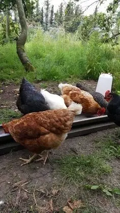 Ev, Birden Çok Yatak