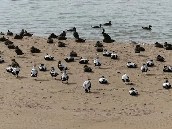Ev, Birden Çok Yatak