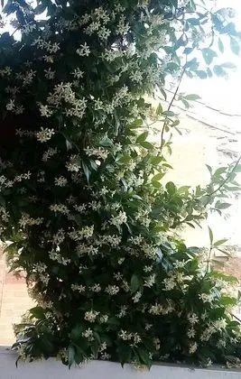 Apart Daire, 2 Yatak Odası, Sigara İçilebilir, Balkon