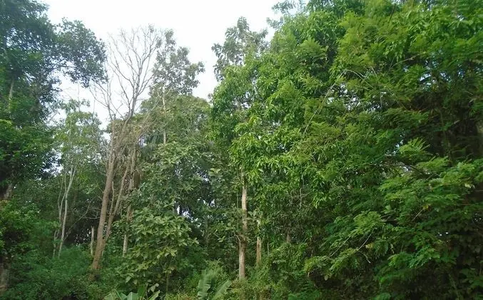 Standard Tek Büyük Yataklı Oda, Bahçe Manzaralı, Bahçeli