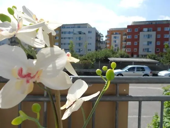 Stüdyo, 1 Çift Kişilik Yatak ve Çekyat, Balkon (incl. EUR 25 cleaning fee)
