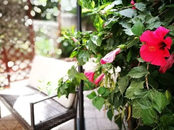 Camera Deluxe  con giardino Capo