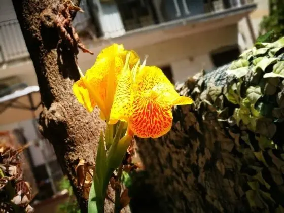 Camera Deluxe con giardino Vucciria