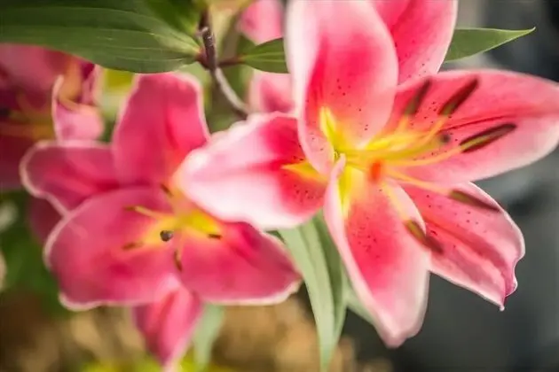 Basic Tek Büyük Yataklı Oda