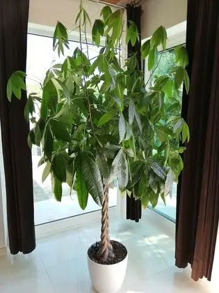 Superior Apart Daire, 1 Yatak Odası