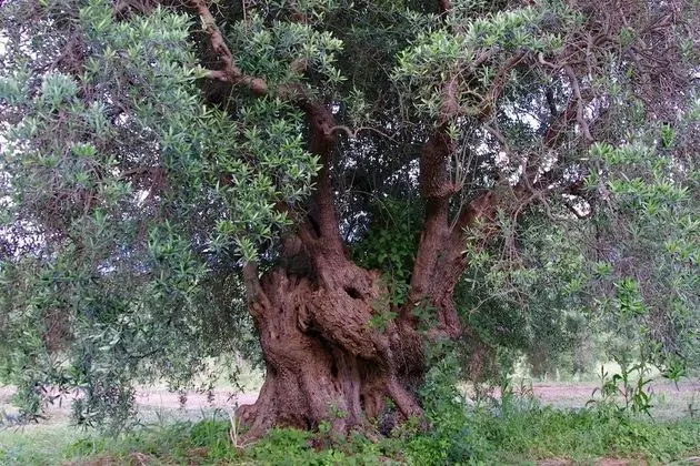 Family Süit, 2 Yatak Odası, Engellilere Uygun, Özel Banyo