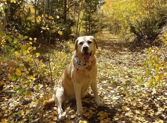 Standard Oda, 2 Büyük (Queen) Boy Yatak, Sigara İçilmez, Mikrodalga (Pet Friendly)