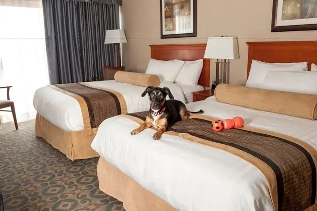 Standard Oda, 2 Çift Kişilik Yatak, Sigara İçilmez (Pet Friendly)
