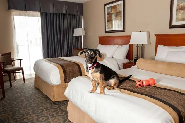 Standard Oda, 2 Çift Kişilik Yatak, Sigara İçilmez (Pet Friendly)