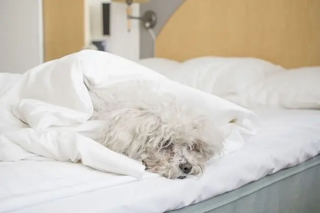 Standard Oda, 2 Tek Kişilik Yatak, Sigara İçilmez (Pet Friendly;Bunk beds)