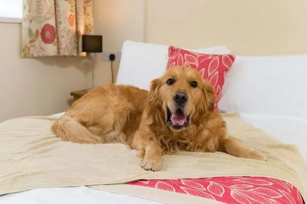 Standard Oda, Birden Çok Yatak, Sigara İçilmez (Pet Friendly)